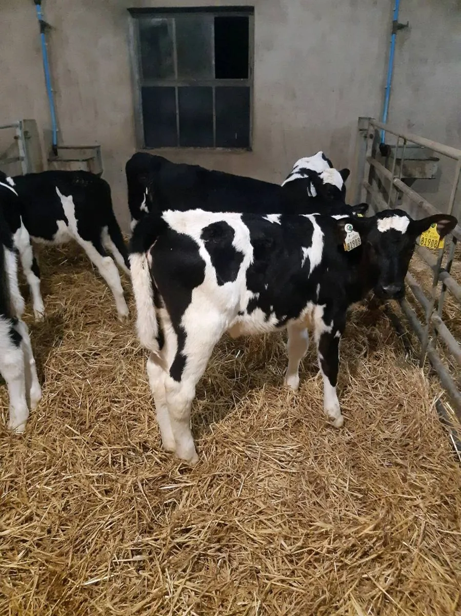 Top quality hol and fr hiefer calves - Image 3