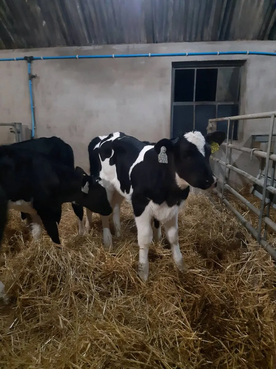 Top quality hol and fr hiefer calves - Image 1