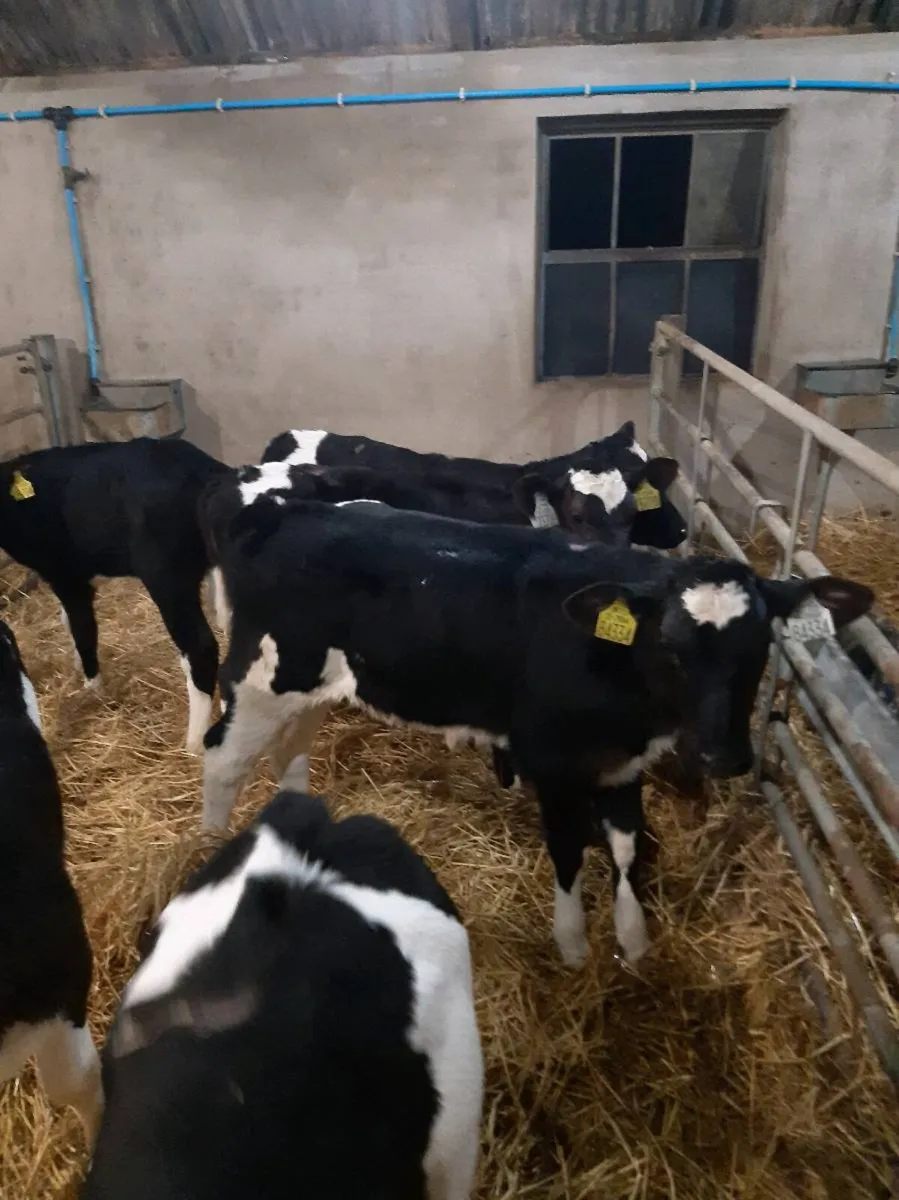 Top quality hol and fr hiefer calves - Image 2