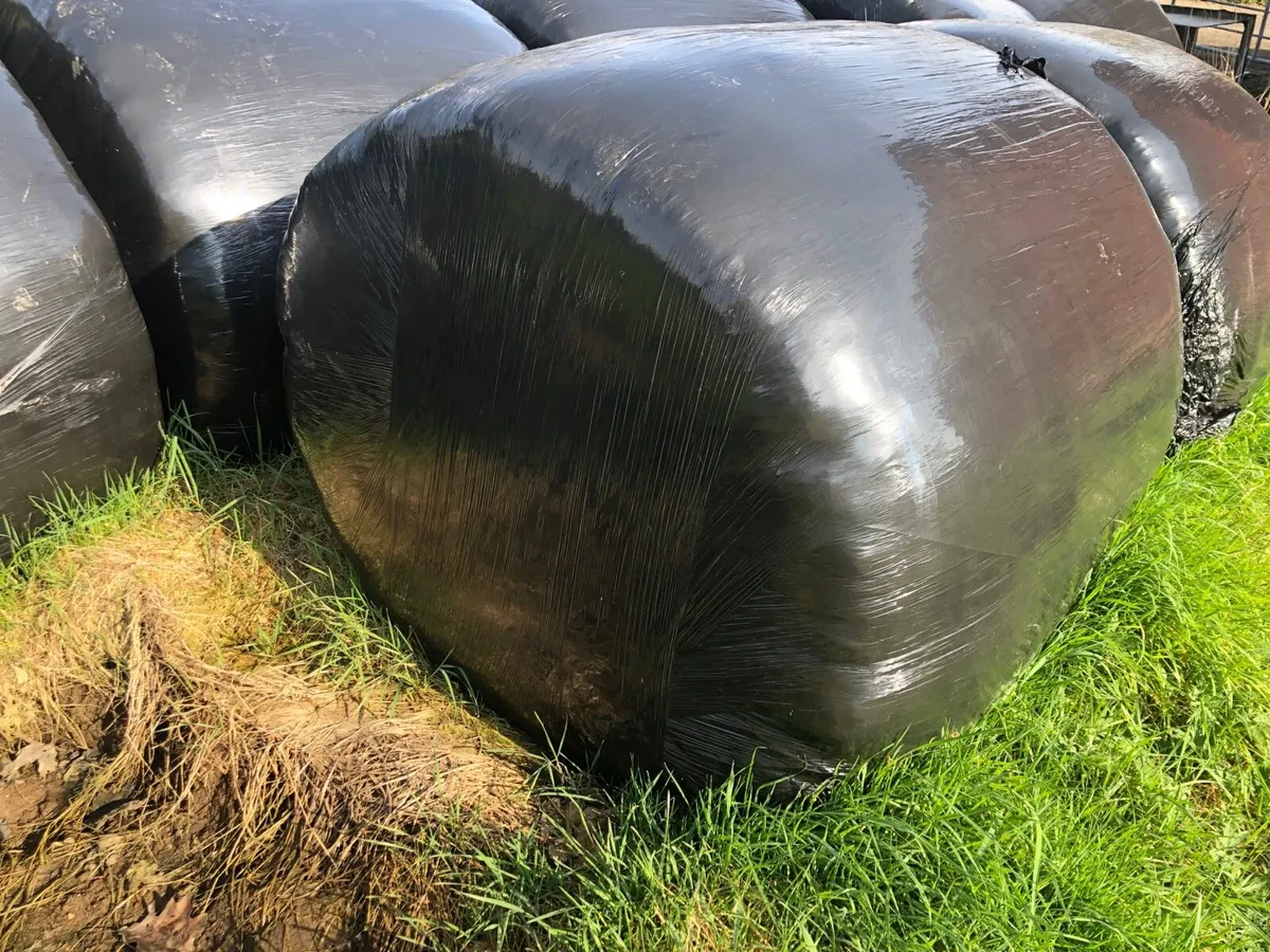 Round silage bales