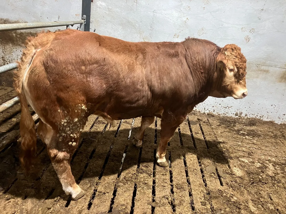 Pedigree limousin bull - Image 4