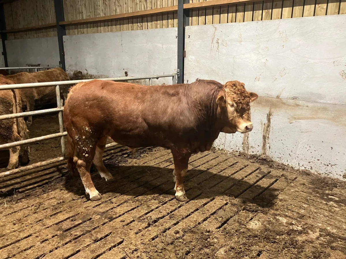 Pedigree limousin bull - Image 2