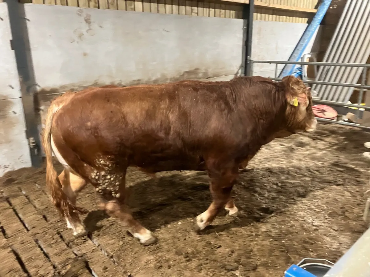 Pedigree limousin bull - Image 3