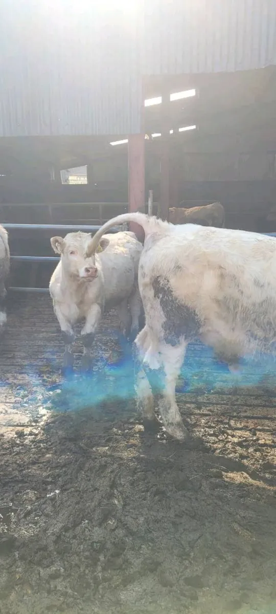 Charolais Bull's - Image 4