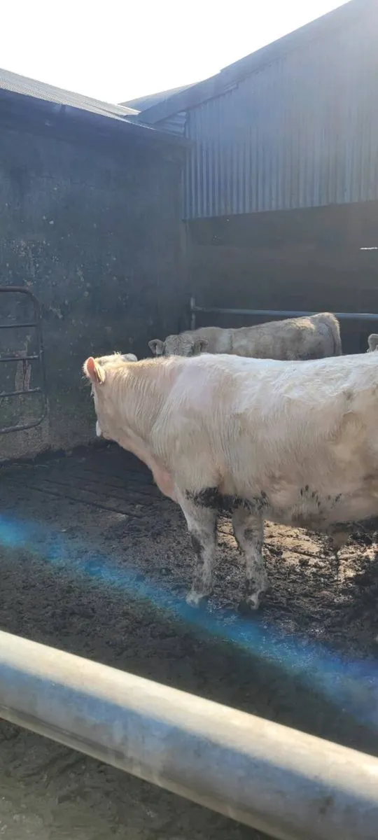 Charolais Bull's - Image 1