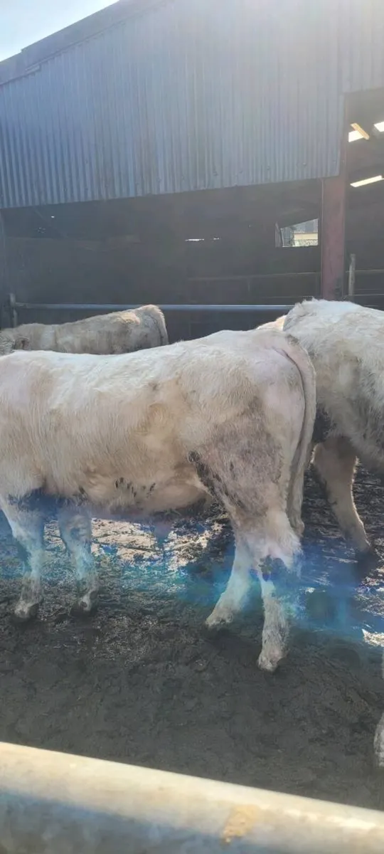 Charolais Bull's - Image 2
