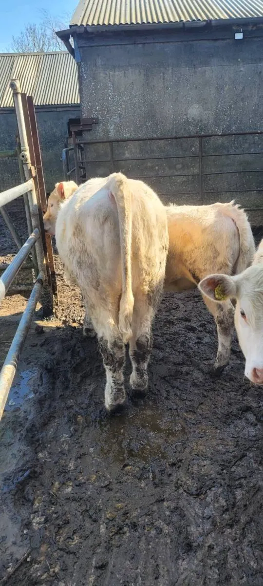 Charolais Bull's - Image 3