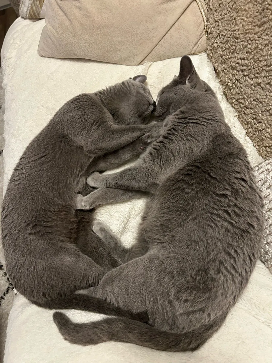 Russian blue - Image 2