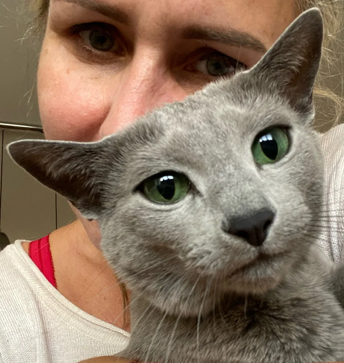 Russian blue - Image 3