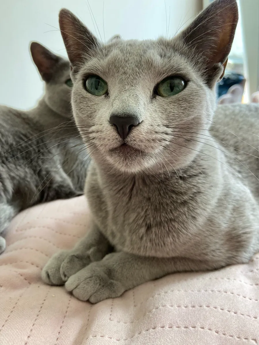 Russian blue - Image 4