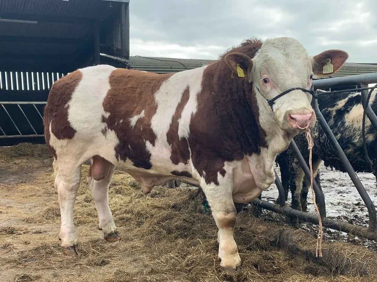 Simmental Bull - Image 1