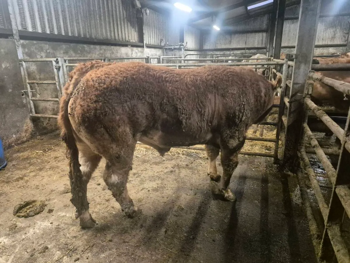 Pedigree Limousin Bull - Image 3