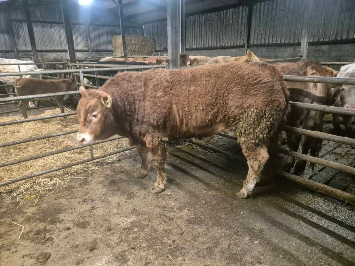 Pedigree Limousin Bull - Image 4