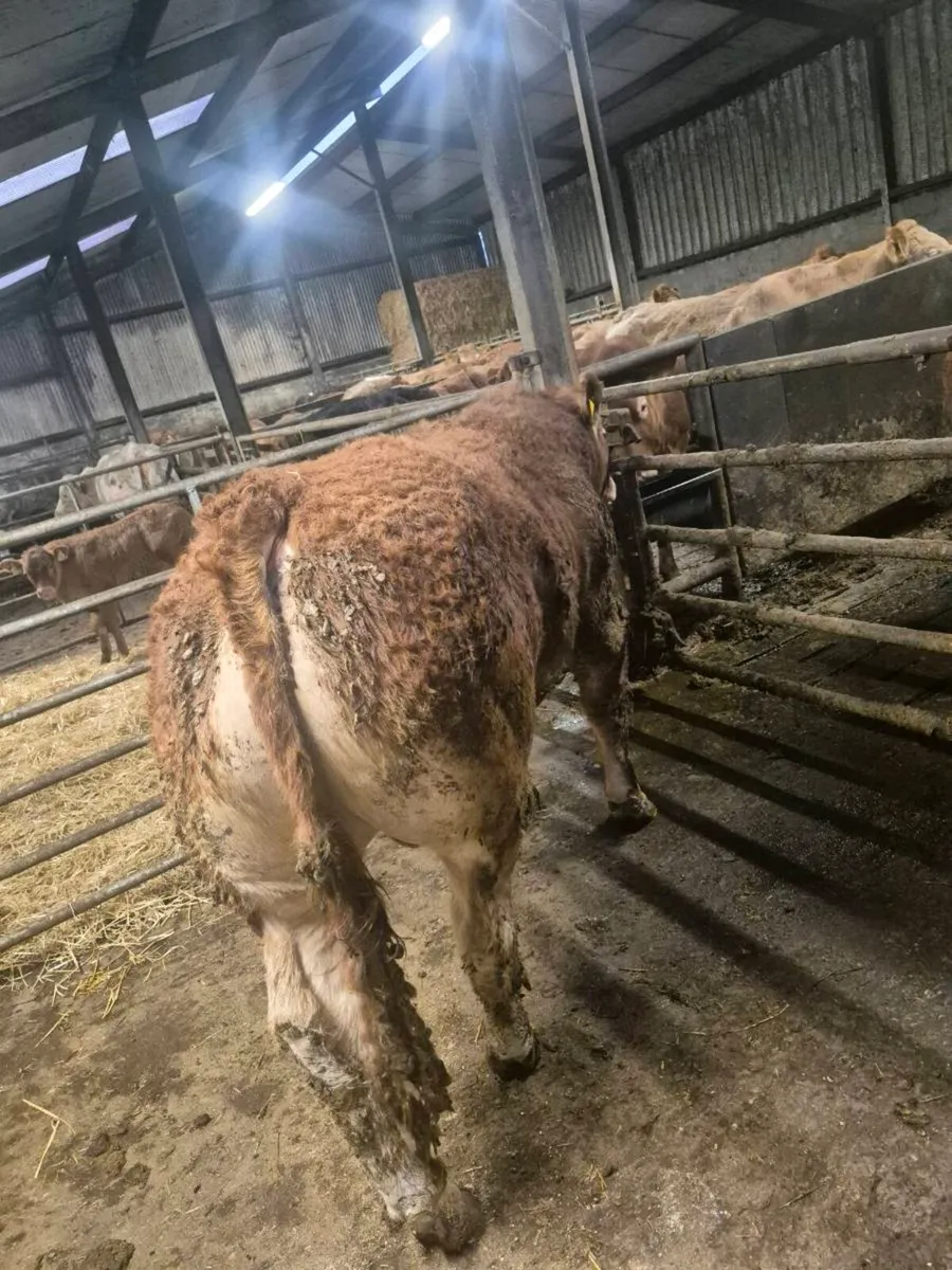 Pedigree Limousin Bull - Image 1