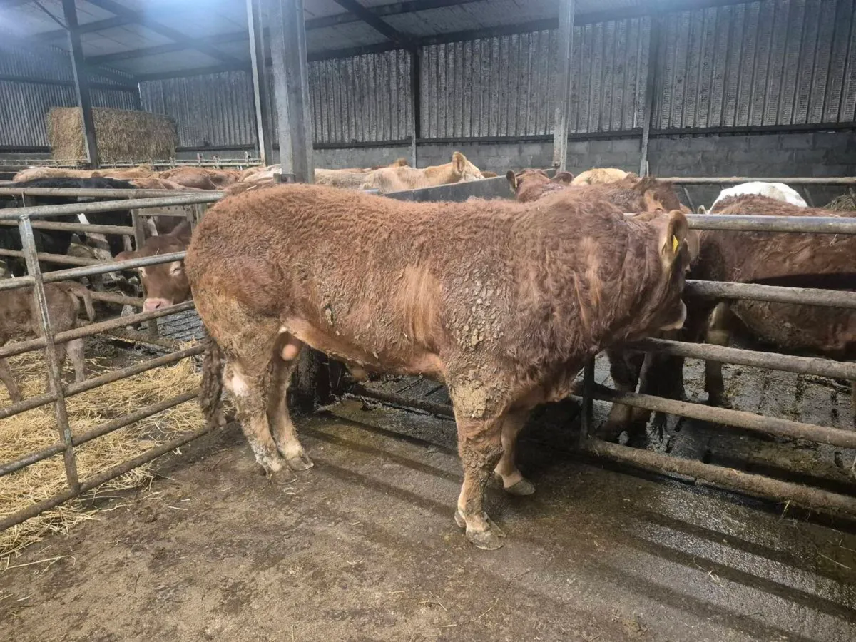 Pedigree Limousin Bull - Image 2