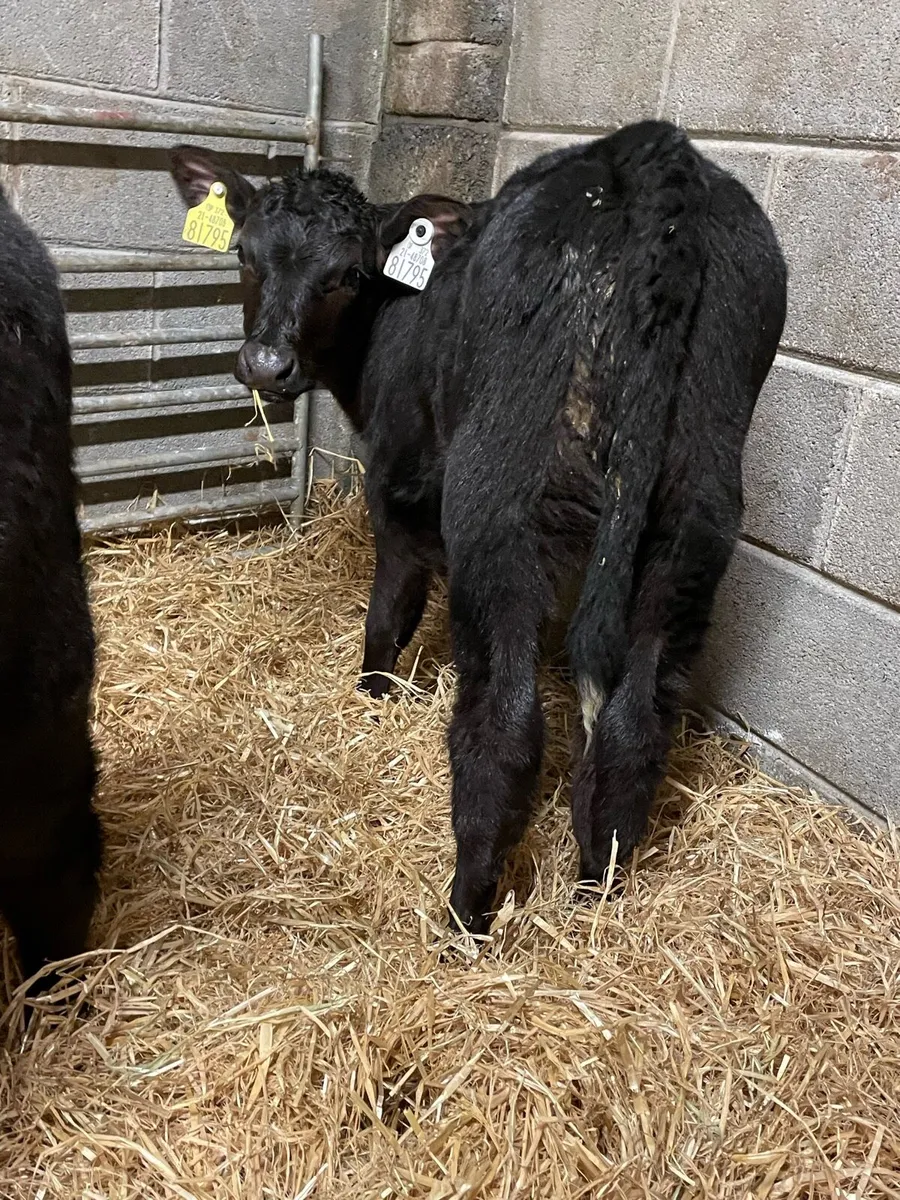 Super Angus Heifer Calves - Image 2