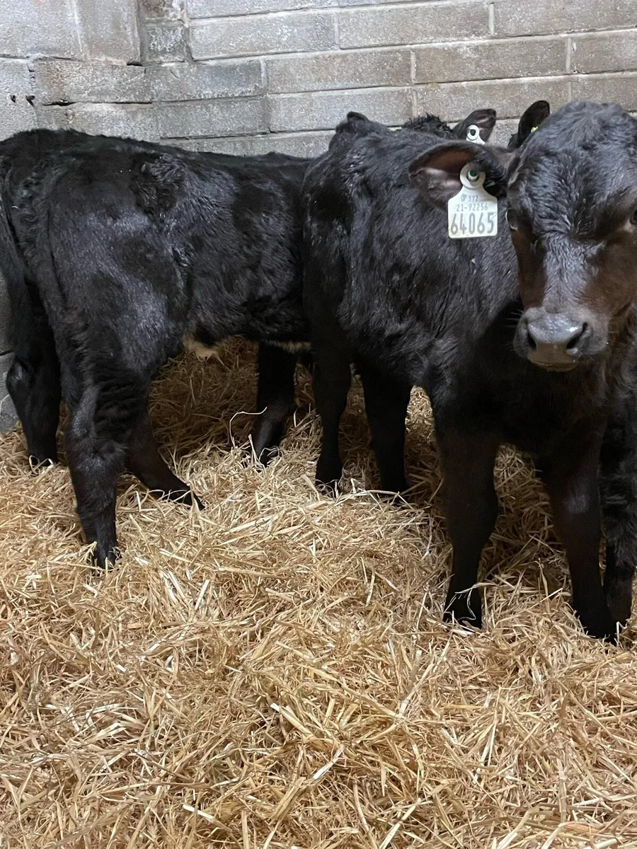 Super Angus Heifer Calves - Image 3