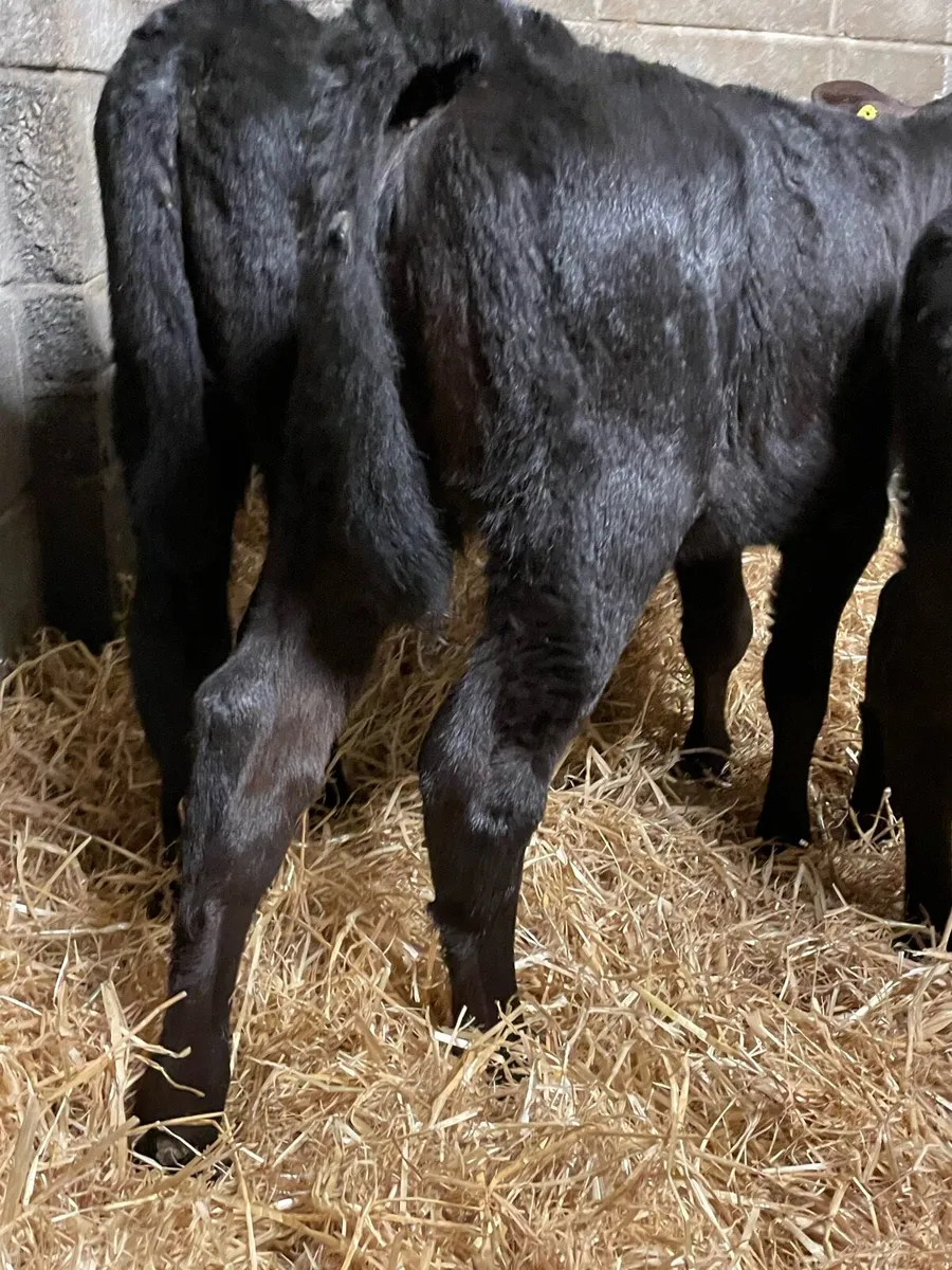 Super Angus Heifer Calves - Image 4