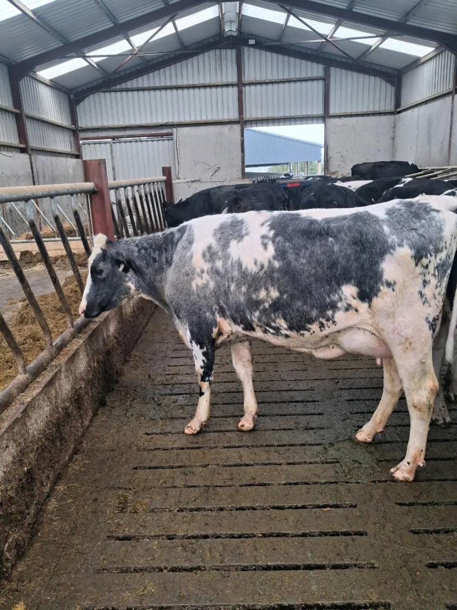 Pedigree  Calved  Heifers GORTATLAE MART 25TH - Image 1