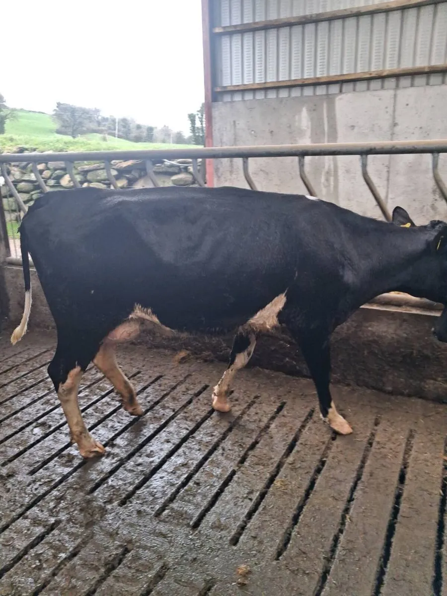 Pedigree  Calved  Heifers GORTATLAE MART 25TH - Image 2