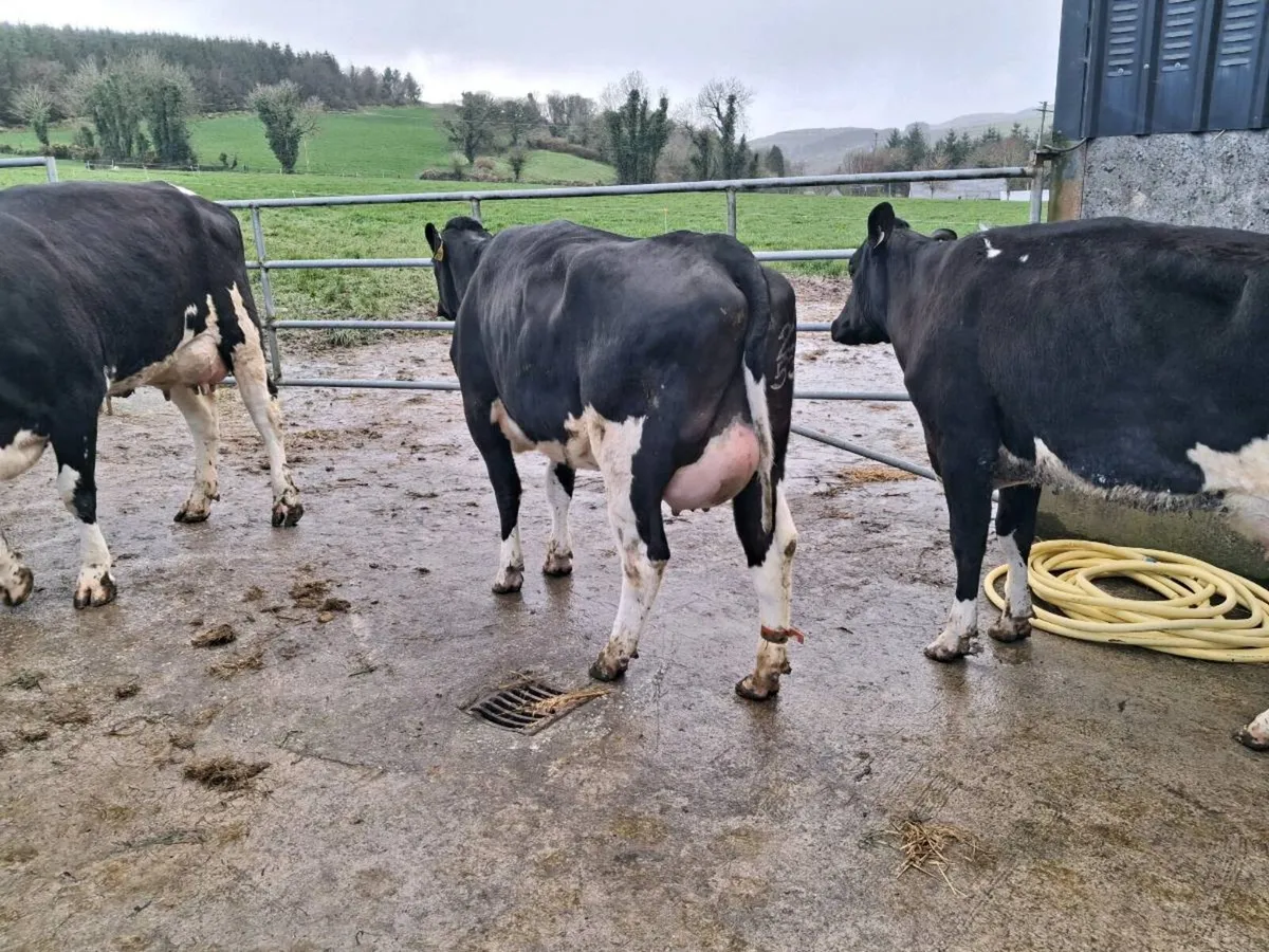 Pedigree  Calved  Heifers GORTATLAE MART 25TH - Image 3