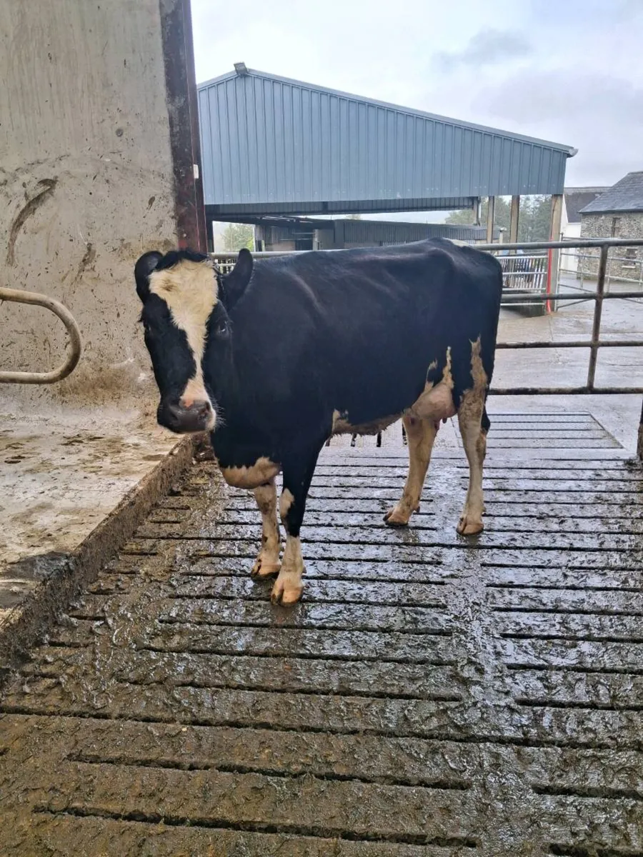 Pedigree  Calved  Heifers GORTATLAE MART 25TH - Image 4