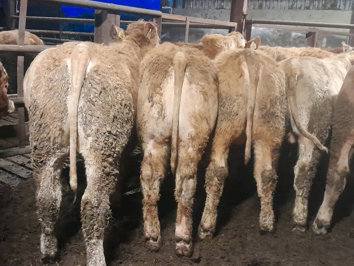 18 Smashing Charlaois bullocks - Image 1