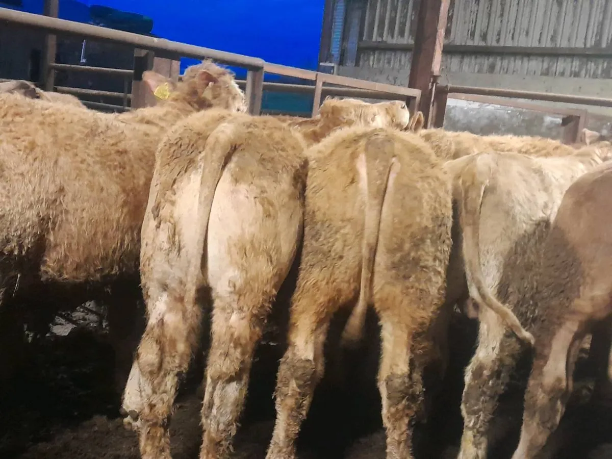 18 Smashing Charlaois bullocks - Image 2