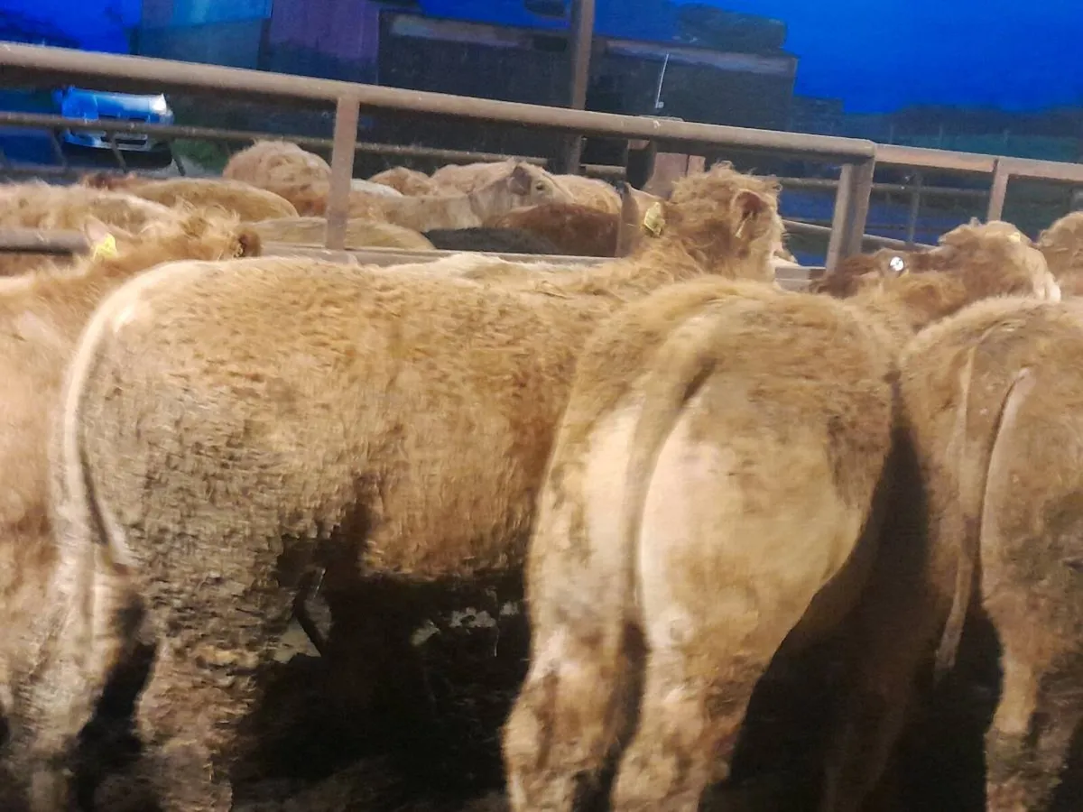 18 Smashing Charlaois bullocks - Image 3