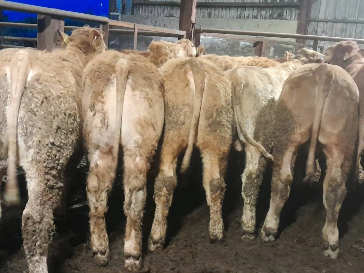 18 Smashing Charlaois bullocks - Image 4