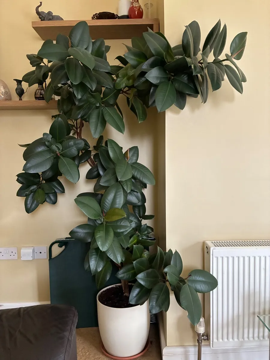 Beautiful large Rubber Plant