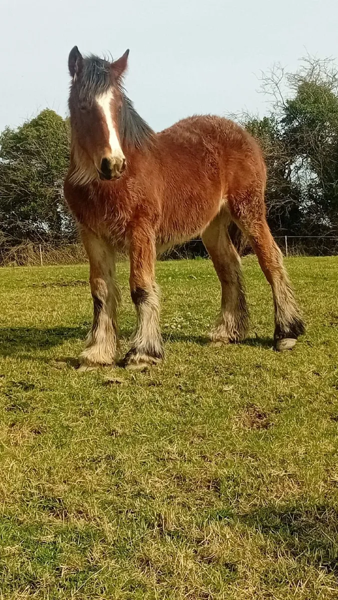 Heavy feathered colt foal - Image 2