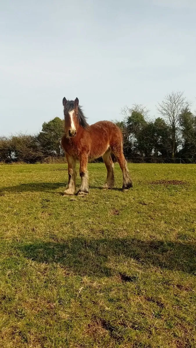 Heavy feathered colt foal - Image 1