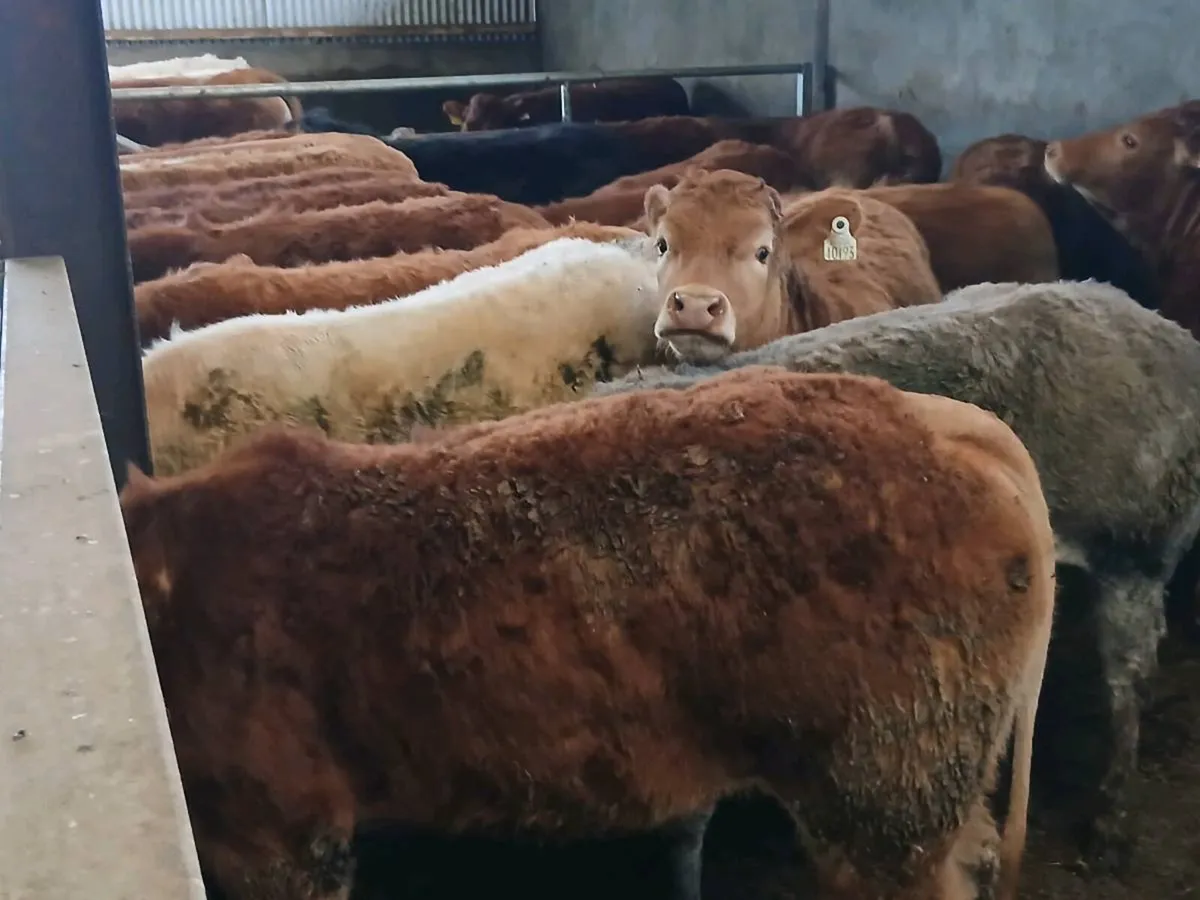 18  Heifer's for sale - Image 2