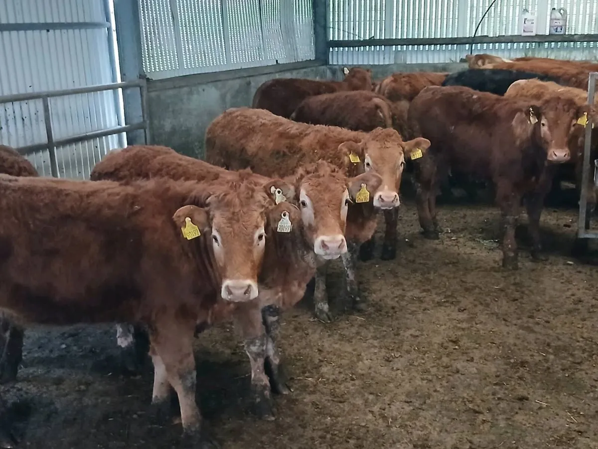 18  Heifer's for sale - Image 1
