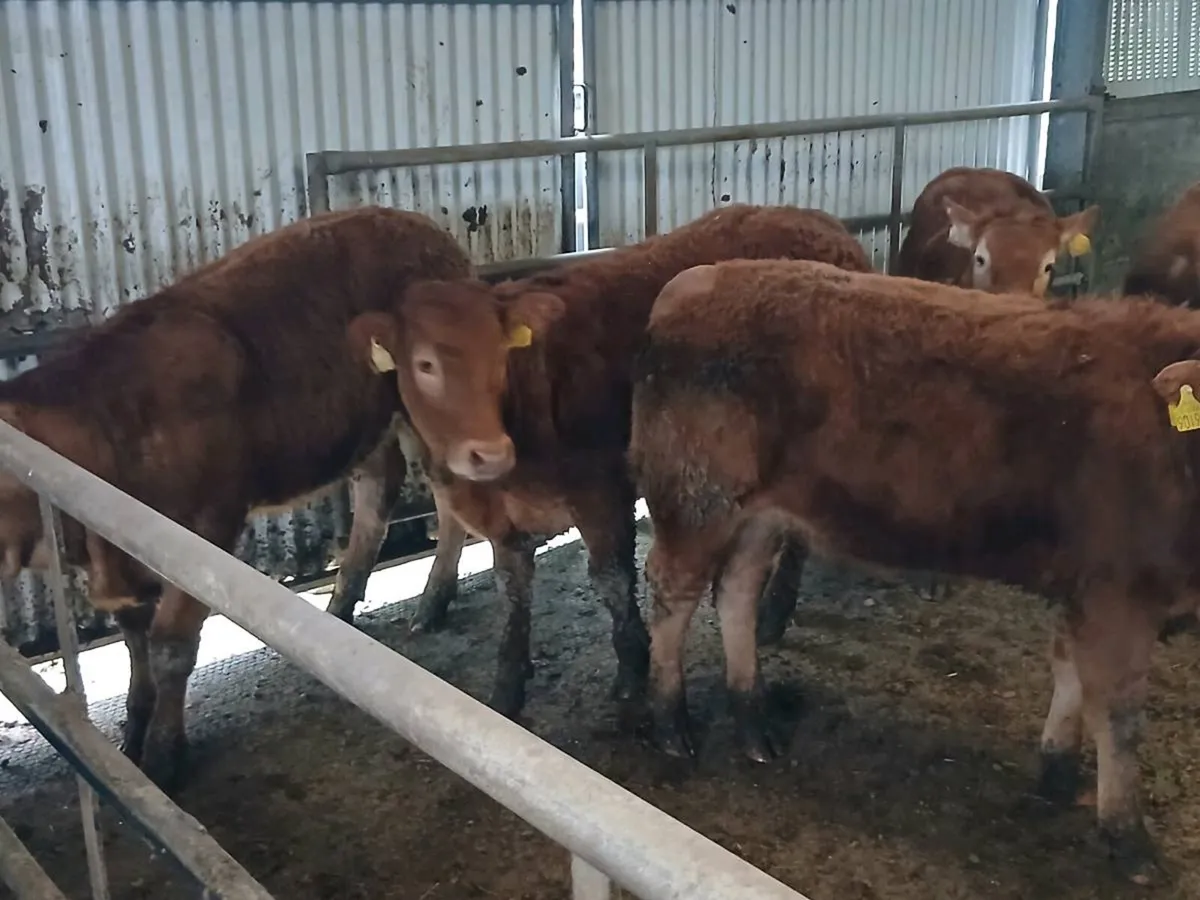 18  Heifer's for sale - Image 3
