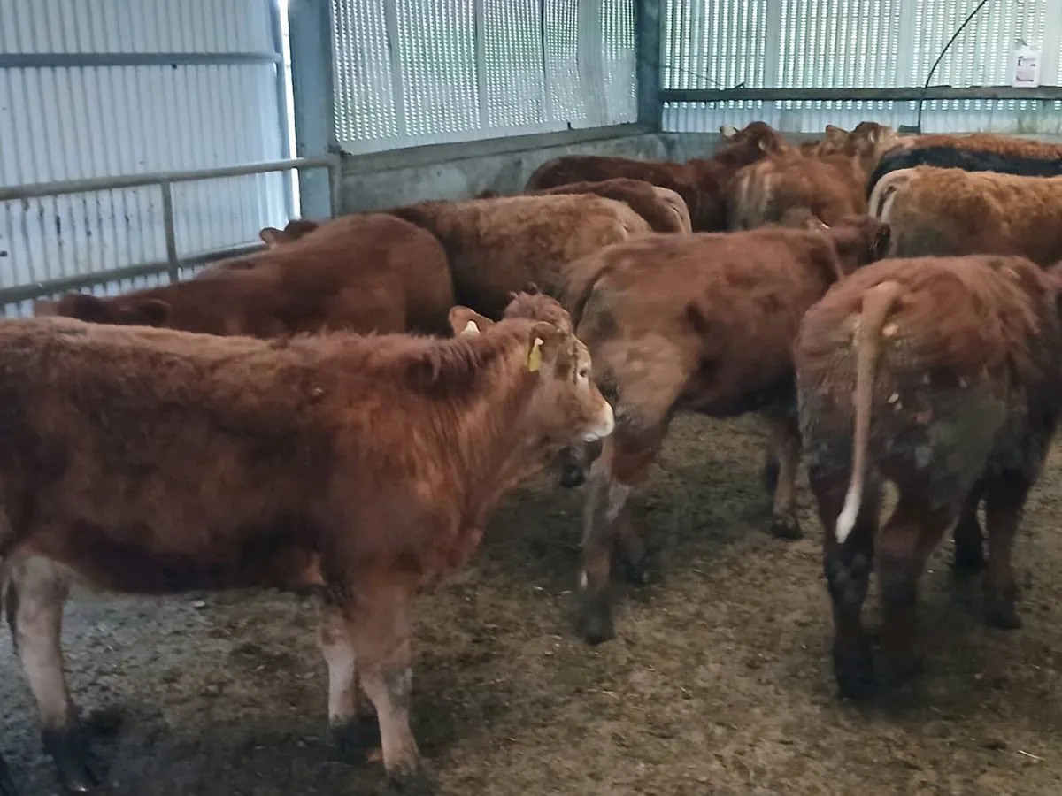 18  Heifer's for sale - Image 4