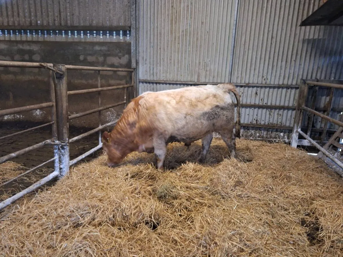 Bull weanling - Image 1