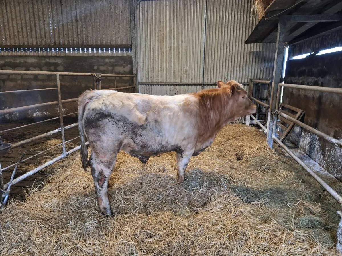 Bull weanling - Image 2