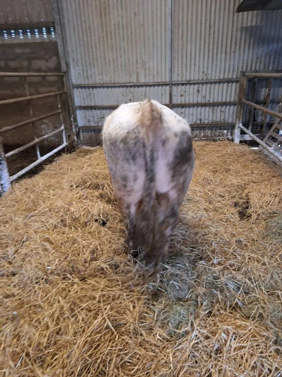 Bull weanling - Image 3