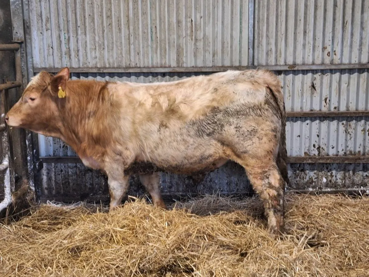 Bull weanling - Image 4