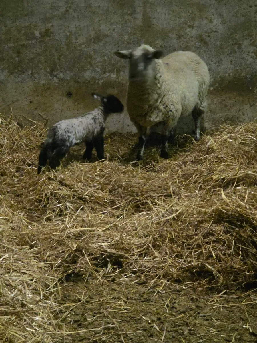 Ewes and lambs - Image 1