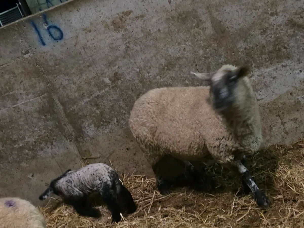 Ewes and lambs - Image 2
