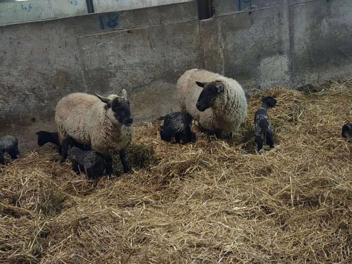 Ewes and lambs - Image 4