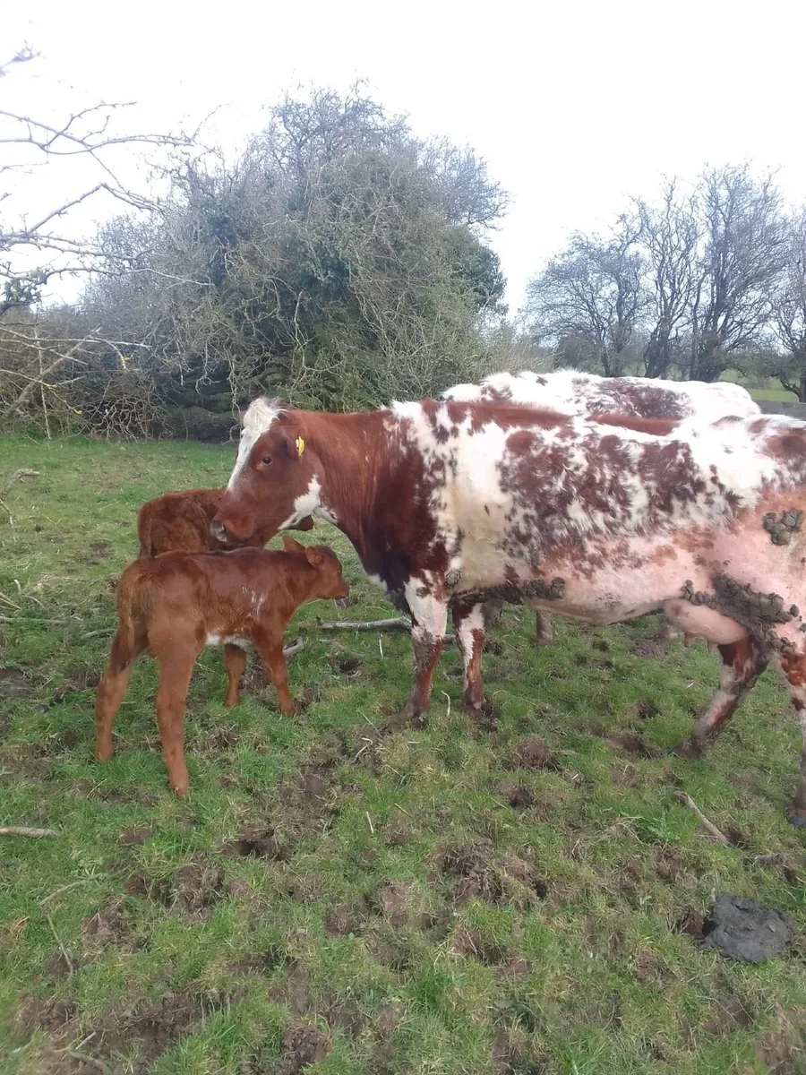 Beef Cattle - Image 1