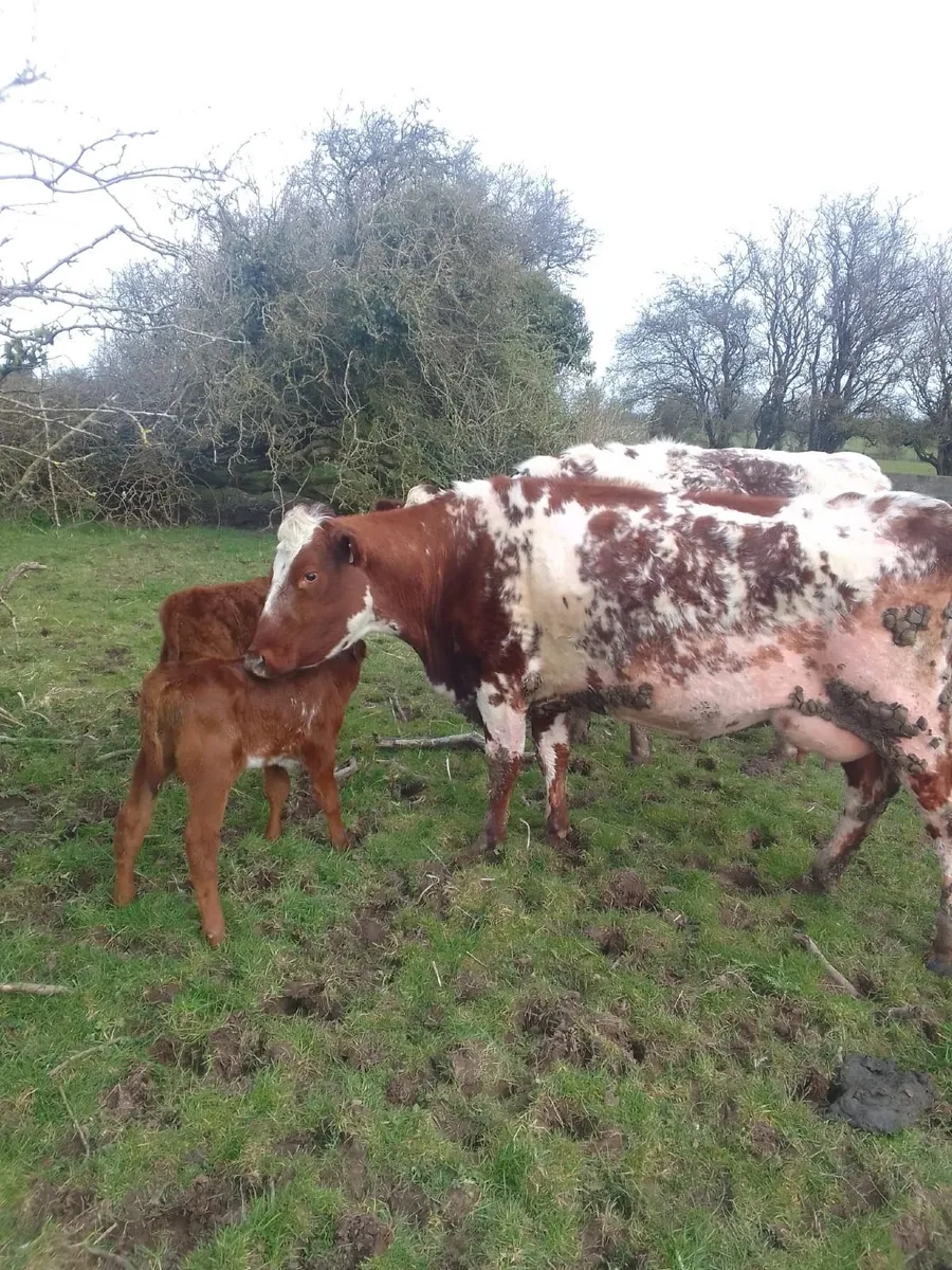 Beef Cattle - Image 2