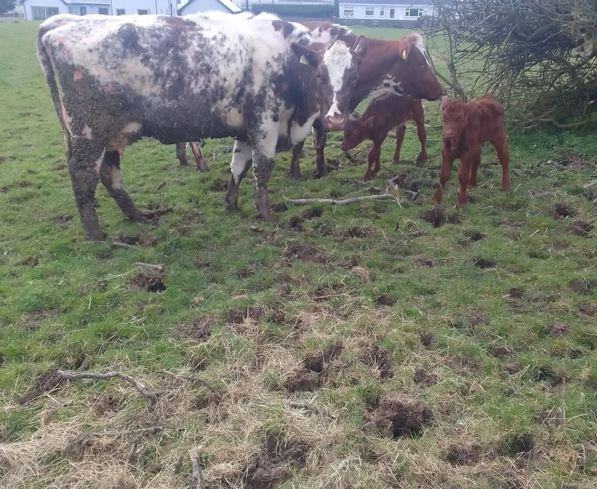 Beef Cattle - Image 3