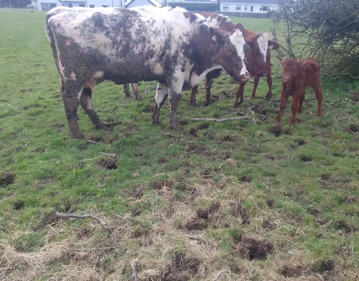 Beef Cattle - Image 4