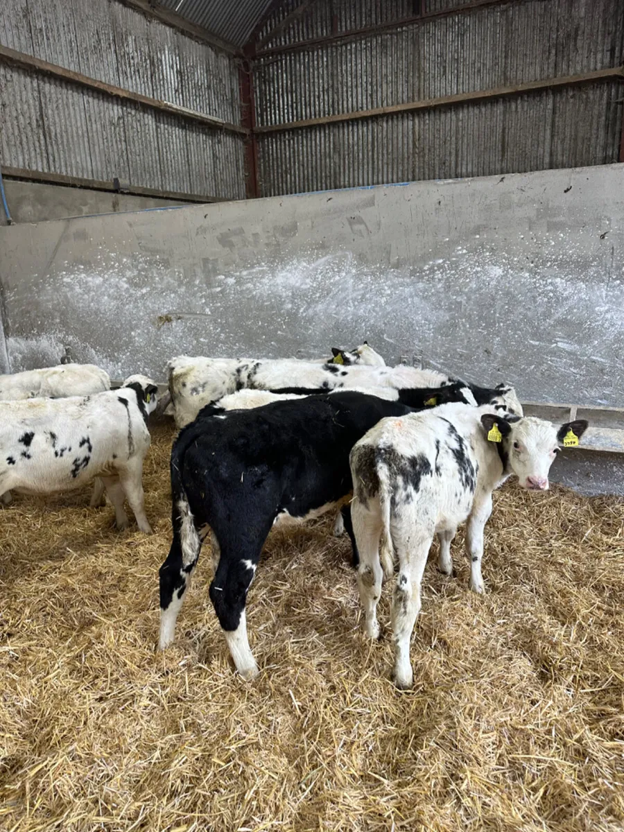 Blue bulls - Image 1