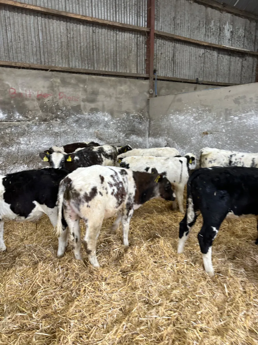 Blue bulls - Image 4